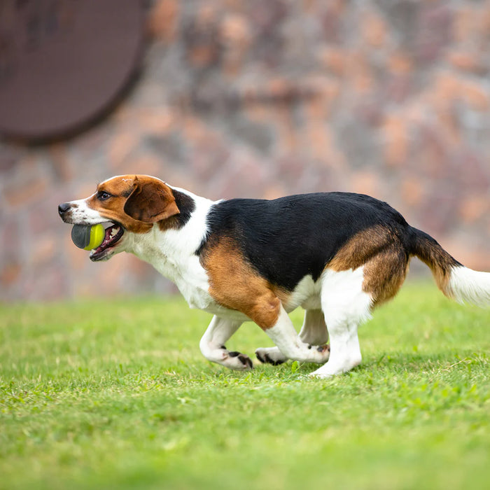 GiGwi SkipDawg Whistling Ball For Dogs