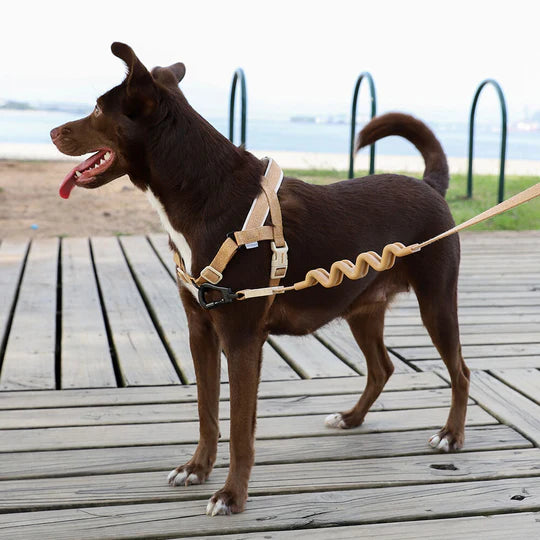 10% OFF: Zee Dog Dune Softer Walk Harness For Dogs