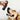 Essential Dog Citronella Gard Spray for Dogs