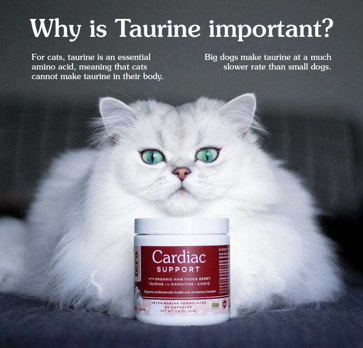 Clinicare sales cat food