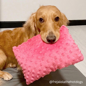 Hi5Paws Classic Pet Pillow (Assorted Colour)