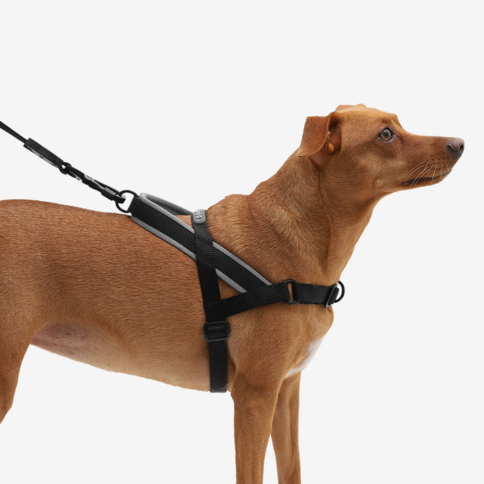 10% OFF: Zee Dog Gotham Softer Walk Harness For Dogs