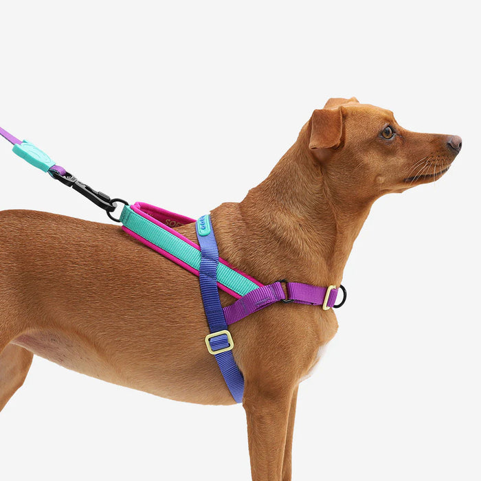 10% OFF: Zee Dog Shockwave Softer Walk Harness For Dogs