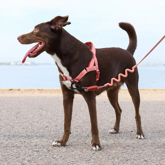 10% OFF: Zee Dog Canyon Walk Harness For Dogs