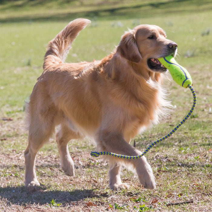 20% OFF: Kong® Airdog® Fetch Stick With Rope Dog Toy