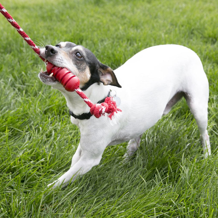 20% OFF: Kong® Dental With Rope Dog Toy
