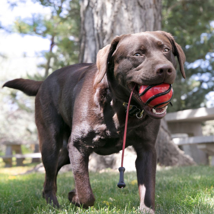 20% OFF: Kong® Wavz Bunjiball Dog Toy (Assorted Colour)