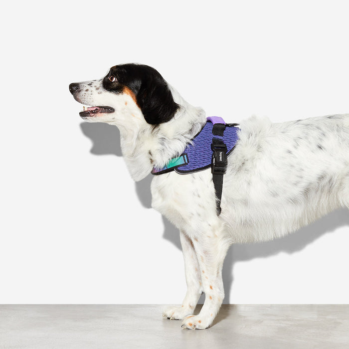 10% OFF: Zee Dog Wicked FlyHarness For Dogs
